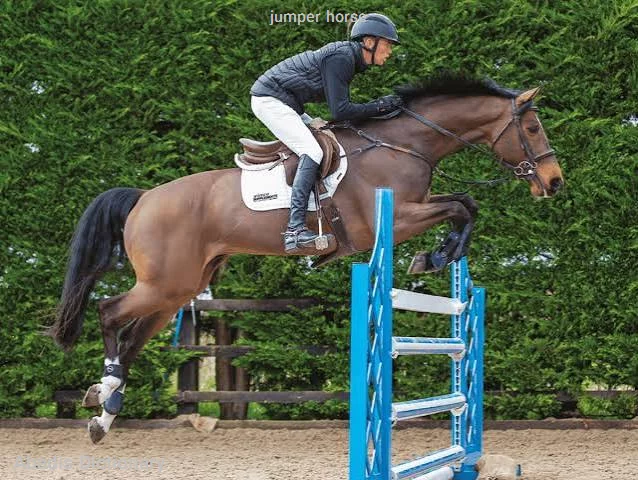 jumper horse